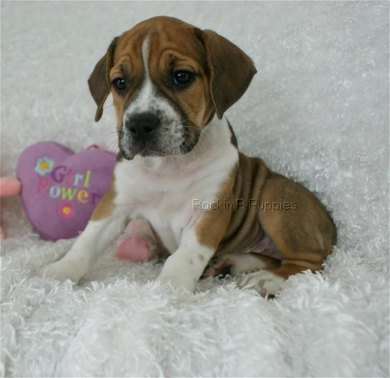 Pepper Beabull Bull Rockin R Puppies